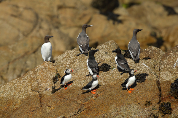 8 oiseaux au repos sur un rocher dont 3 macaraux moines, 3 guillemot de Tröll et 2 pinguoin torda